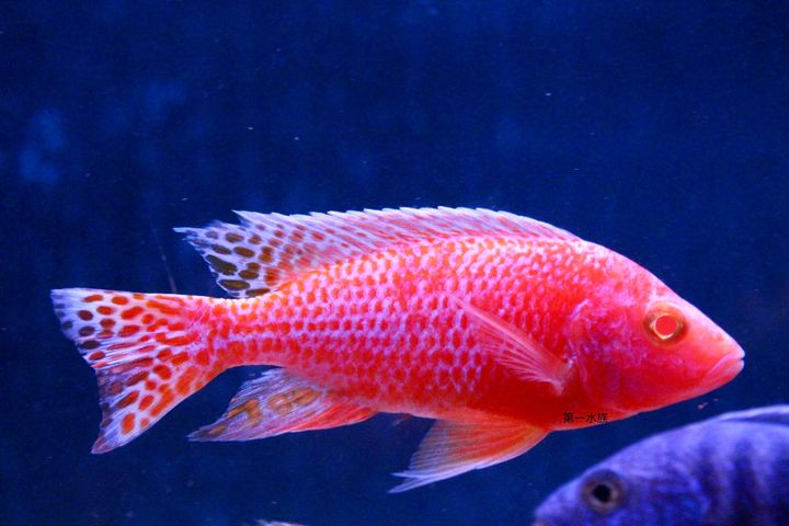 紅眼蜜桃6