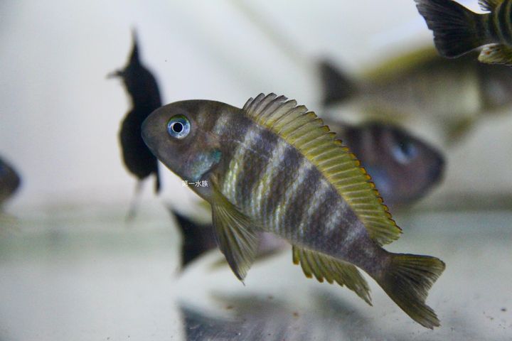 虎皮狐狸2