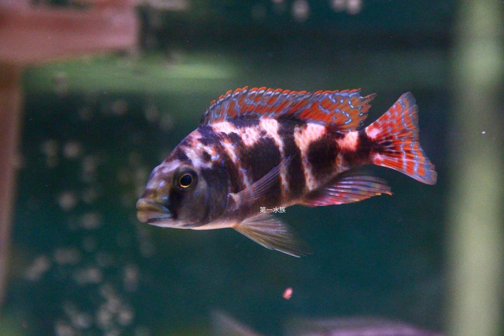 紫紅六間2