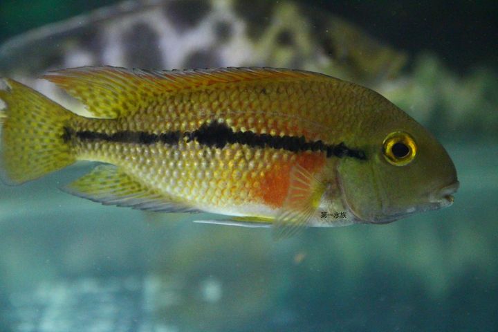 珍珠火口2