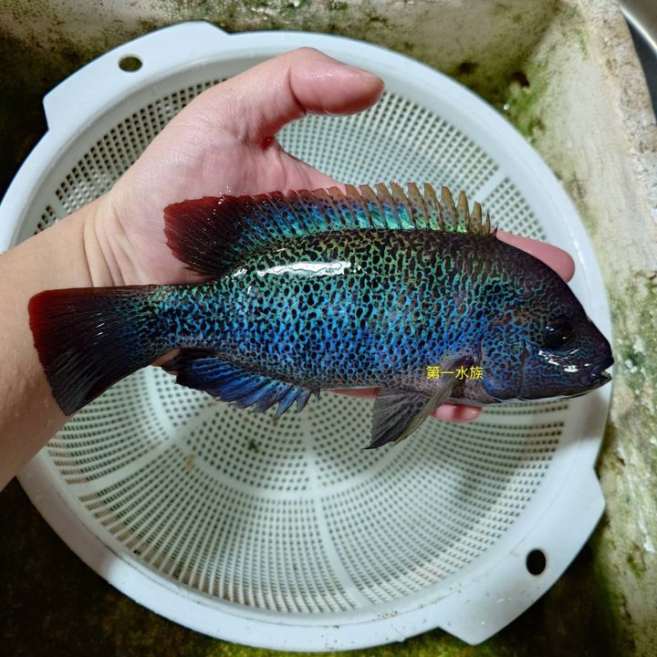 龍王火口3