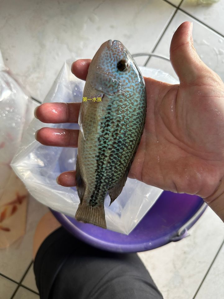 龍王火口