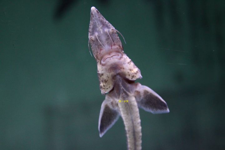 鱘龍魚1