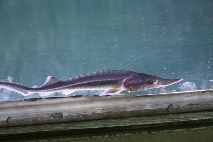 鱘龍魚2