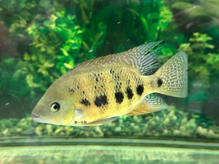 鮑氏火口4