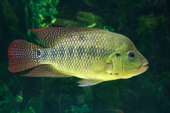 藍火口5