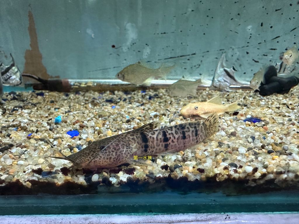 肯馬倫牛頭鴨嘴2