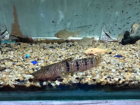 肯馬倫牛頭鴨嘴2