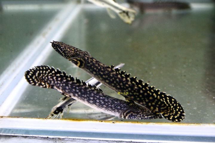 大花恐龍