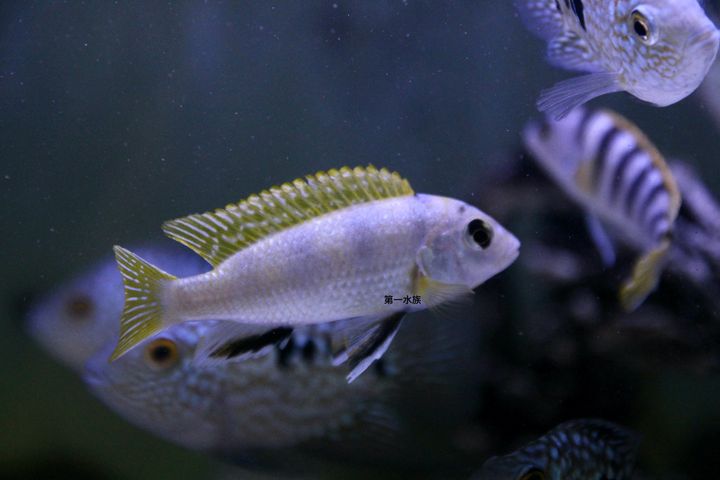黃珍珠王子4