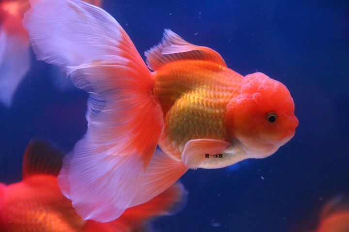 泰獅1