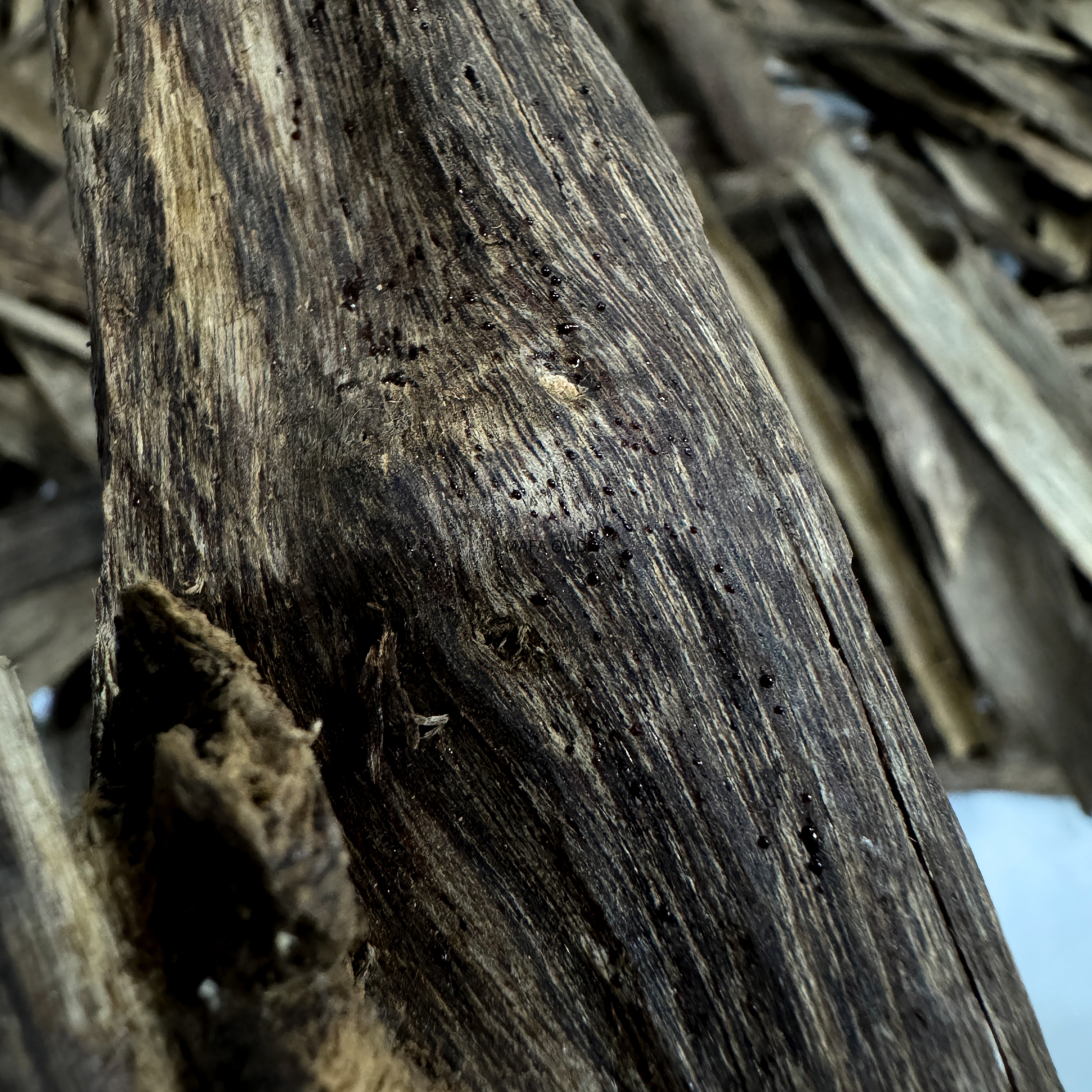 image_7F98B70E-94C8-437A-A2ED-5ED807748184_1772702563