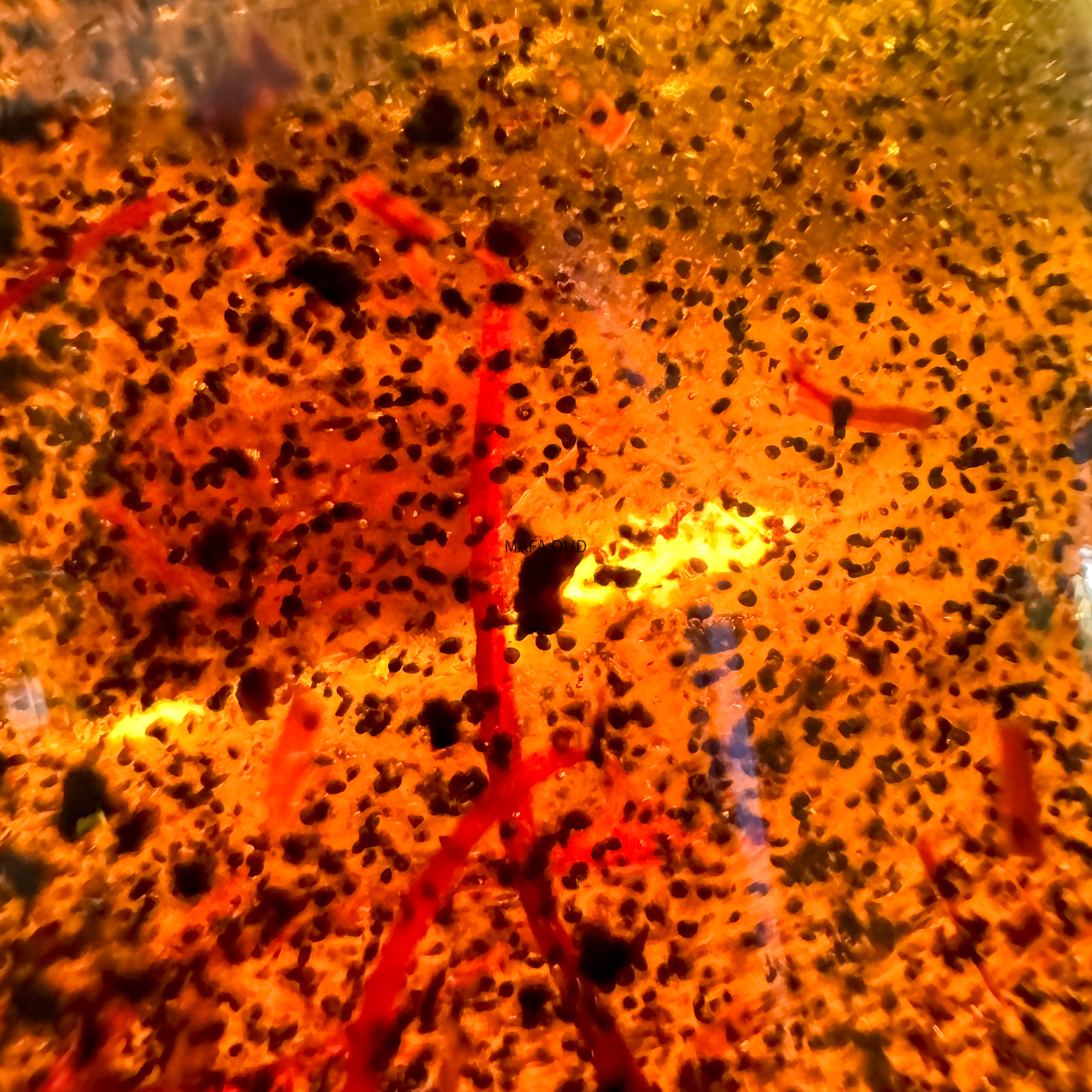 image_10332AA8-8647-4307-8B41-D5E69BA0219A_1772735877