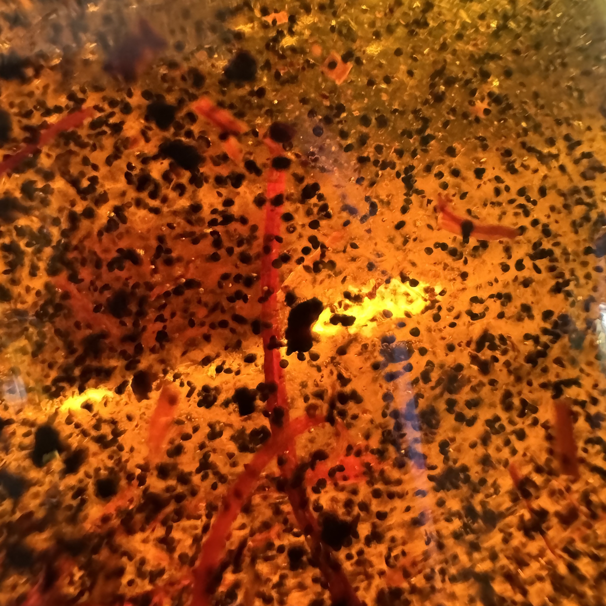 image_B8F69499-3CE4-495F-80AE-0A01B6E41AF2_1772735877