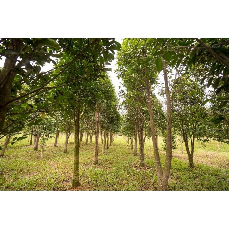 my-11134207-7qukw-lj35r2teavk616