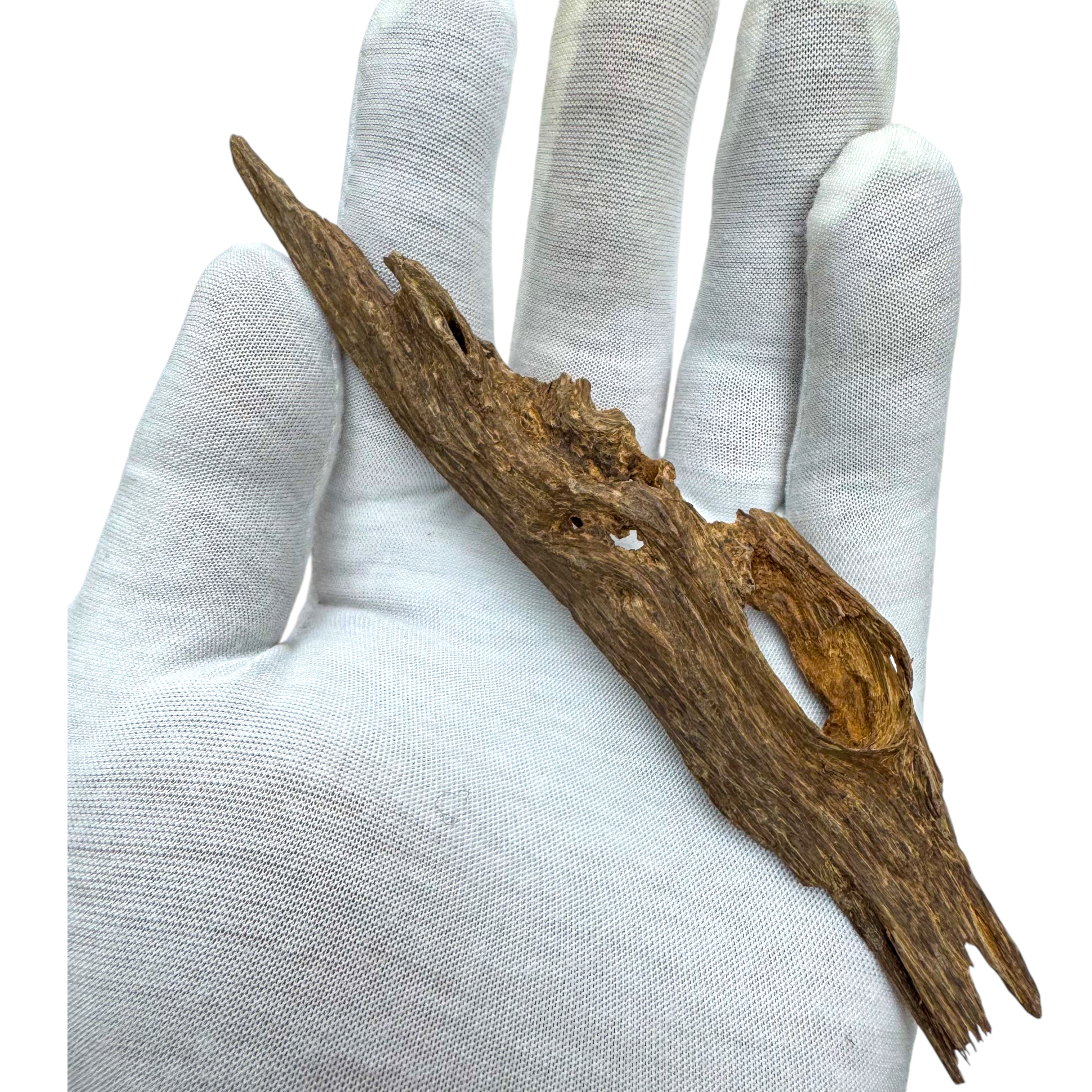 Photoroom_008_20241103_173011-1730626426488