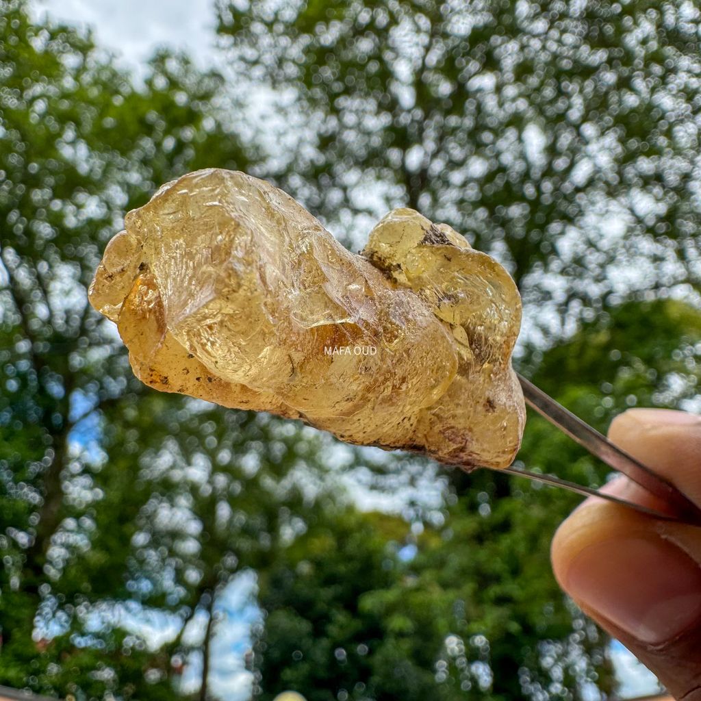 image_1F554A9B-7A10-4431-B9FF-7BB03713F0FE_1741671695