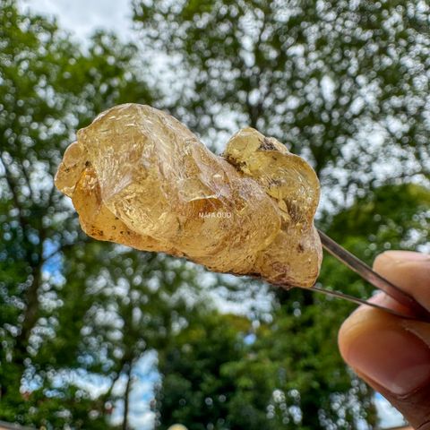 image_1F554A9B-7A10-4431-B9FF-7BB03713F0FE_1741671695