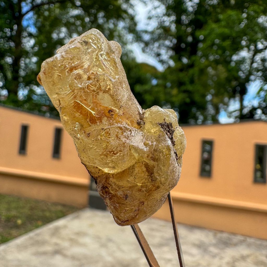 image_49DA014D-B94C-49FD-BB24-414BBFB6E32F_1741671695