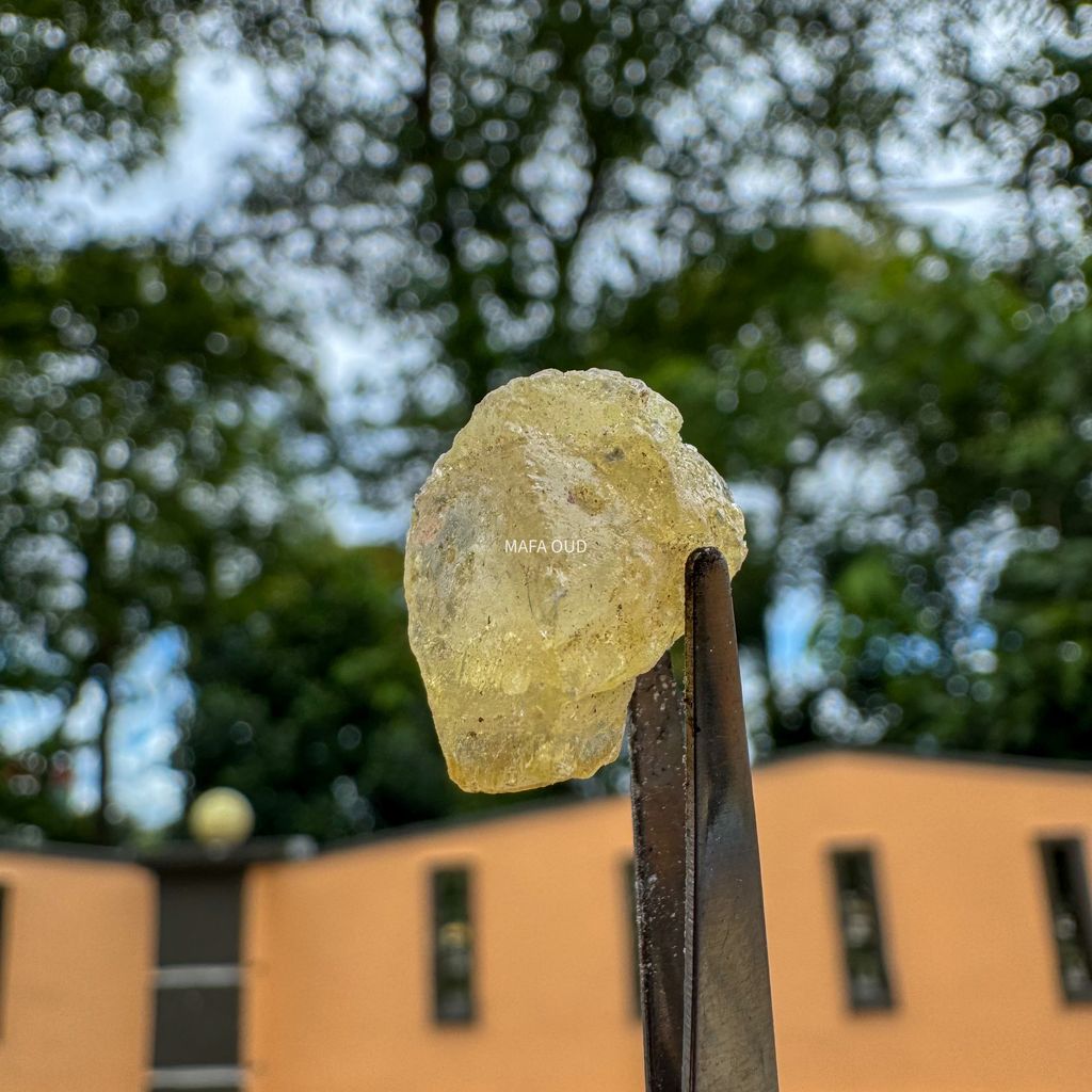 image_CECA0628-9E7E-4910-B0FA-06D99E182CC3_1741671695