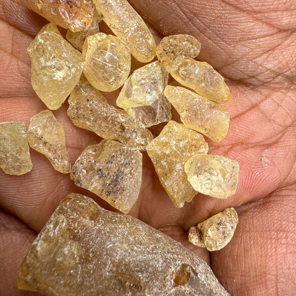 image_F04D9403-FADD-4A16-988D-B3DDD95087EA_1741671695