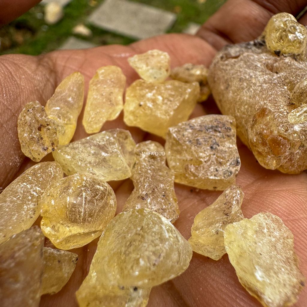 image_36301645-C5A1-4A2C-A271-FF15AC1D70B9_1741671695