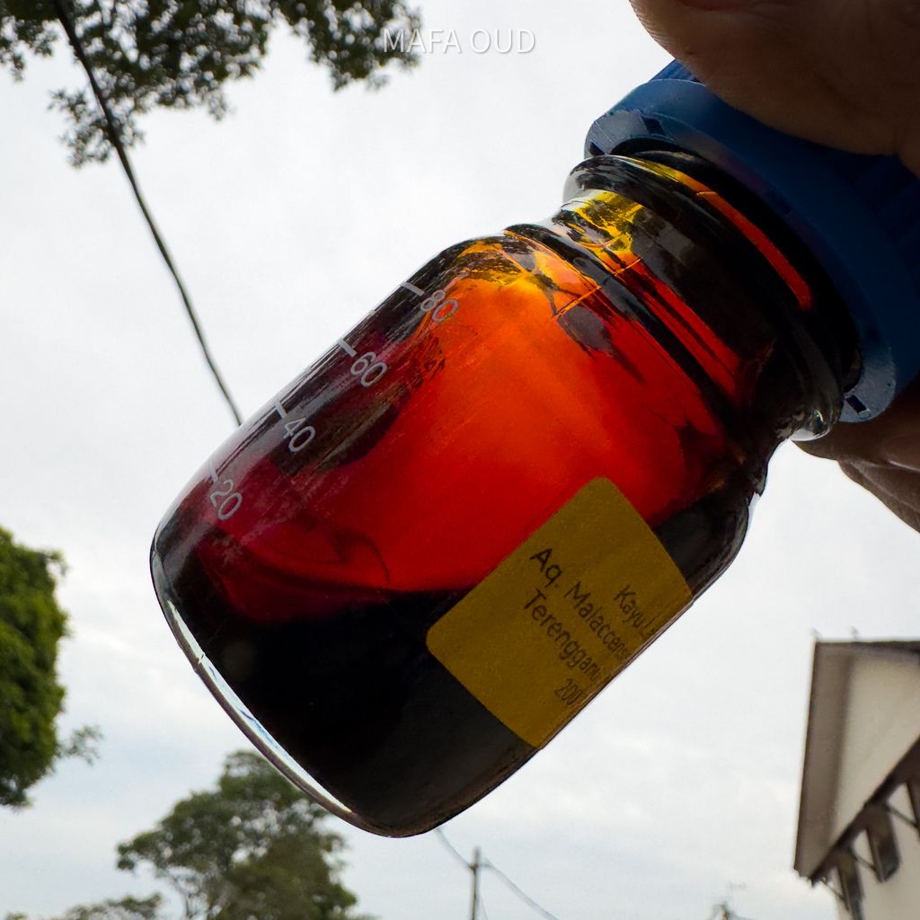 image_892DDFEA-D4F8-4327-9865-C5D97EC5C4F7_1751454819