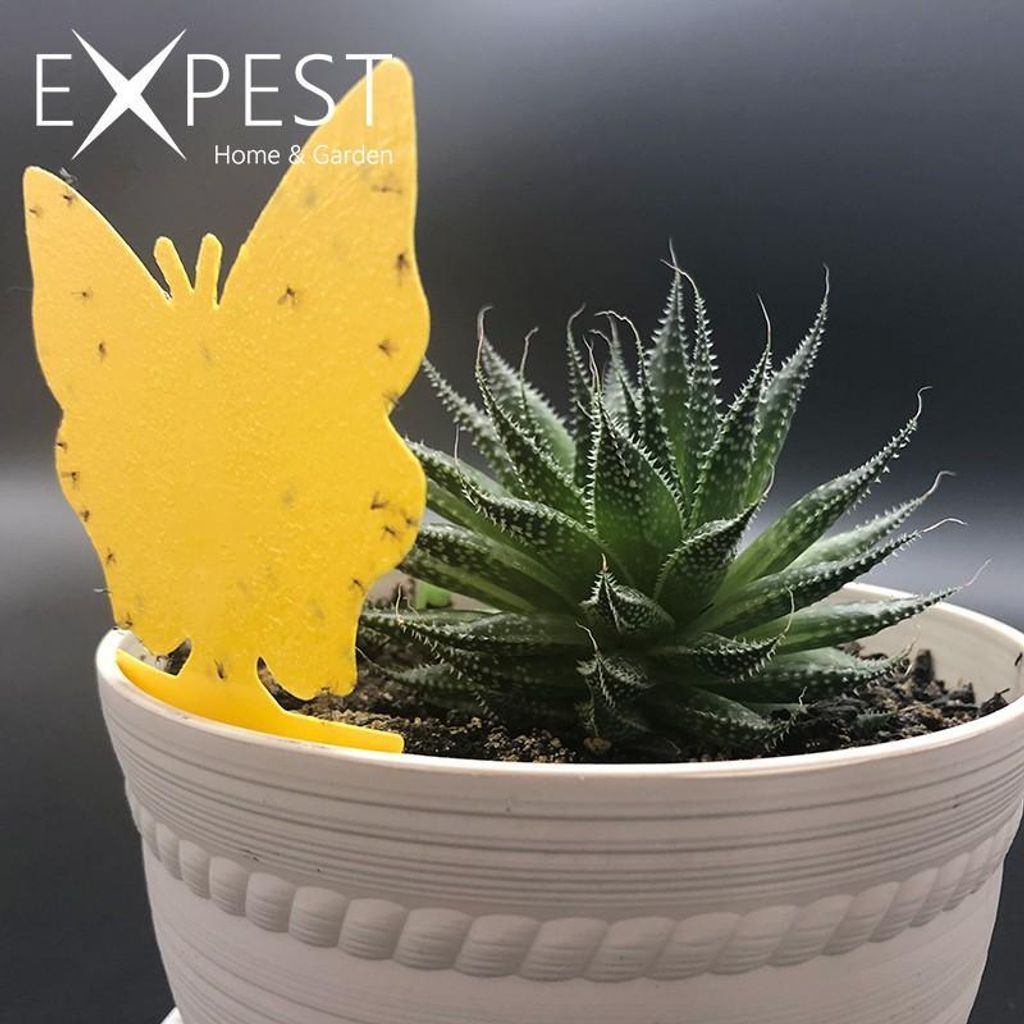 811a1a41b2174e068a9588b423d4ed5d~tplv-aphluv4xwc-origin-jpeg