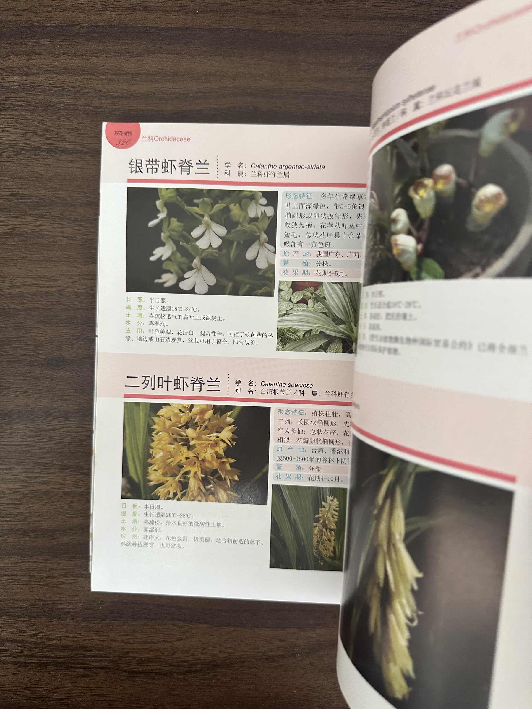 二手書】观花植物1000种经典图鉴- [Condition: A] – Loteng Bookstore