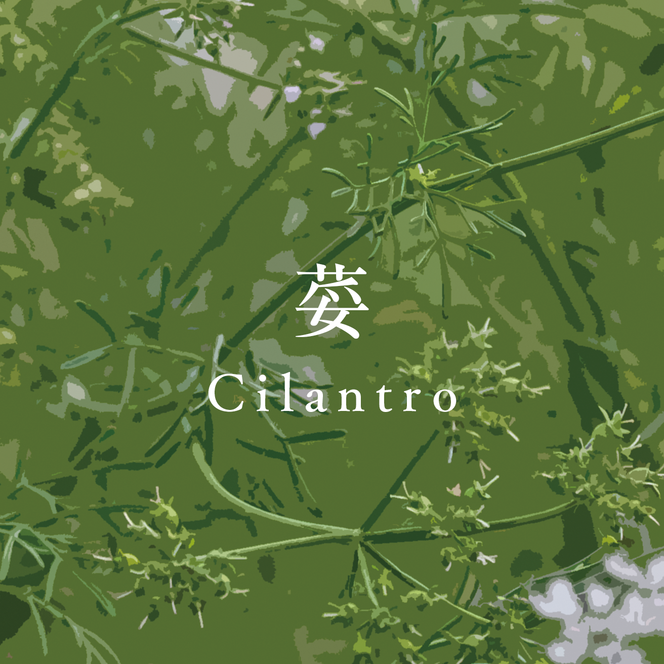 Cilantro_sq