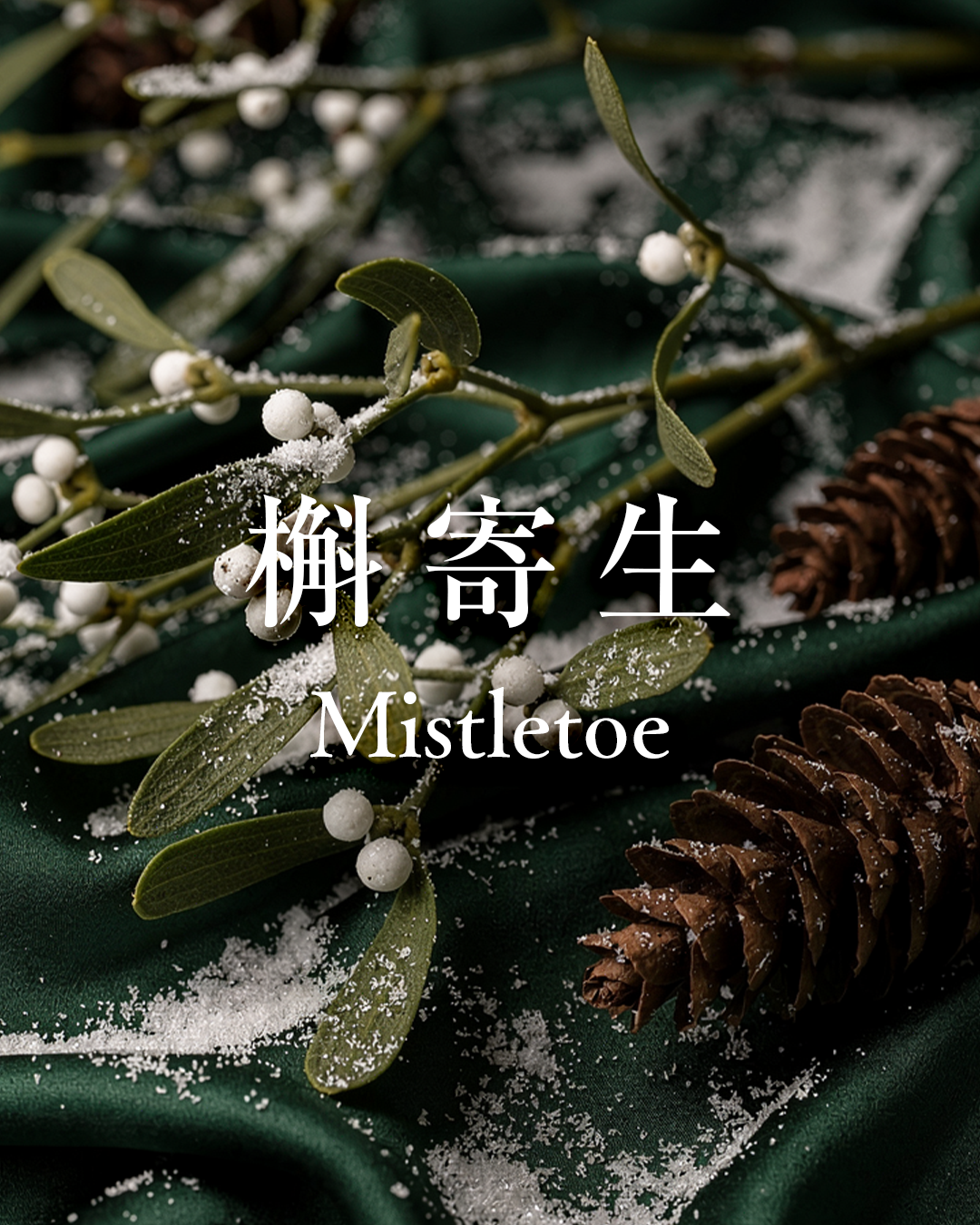 new_ig_ratio_mistletoe_01