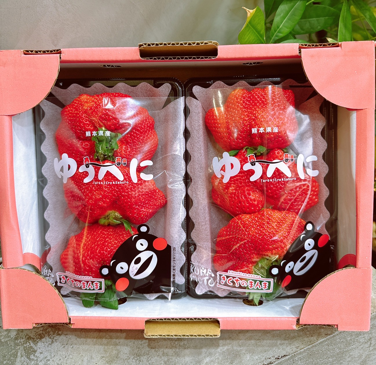 ēę¬čę± ēē“
å°ē³ččč