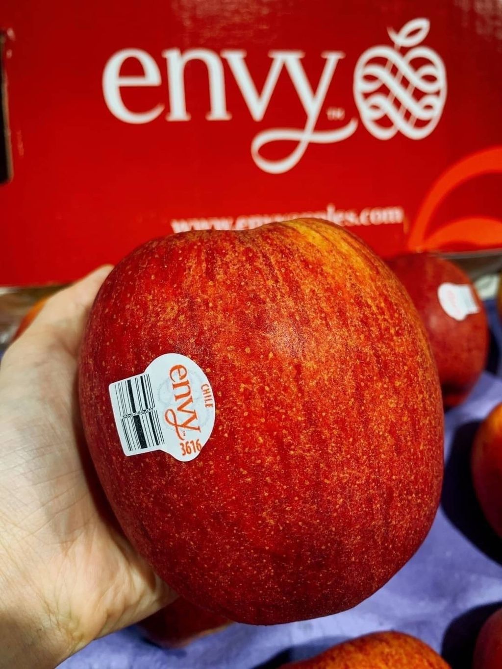🇨🇱智利 巨無霸 愛妃蘋果-Envy apple🍎1