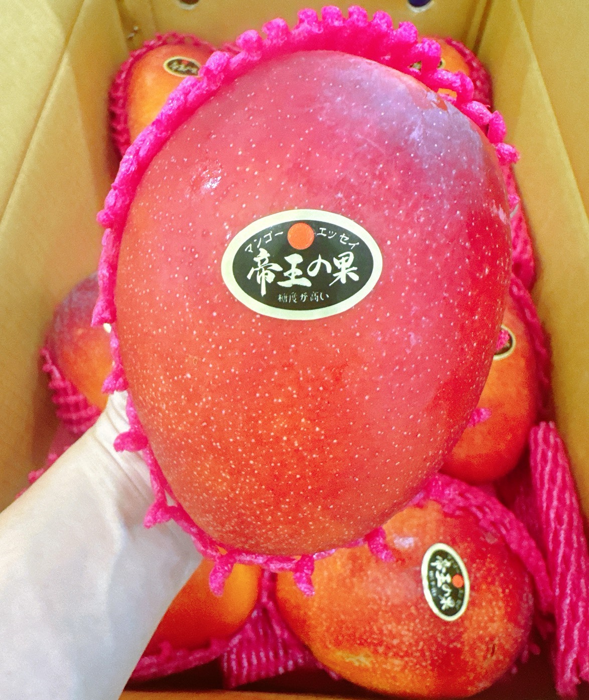 🇹🇼屏東 枋山《頂級太陽果》愛文芒果🥭01