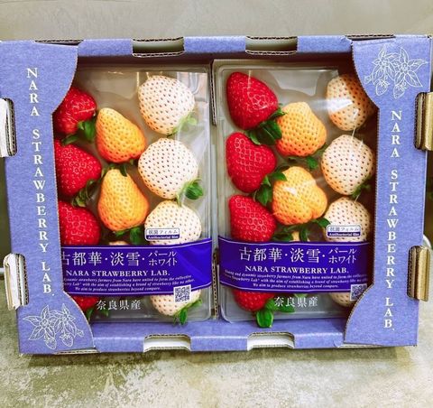 奈良三色草莓3