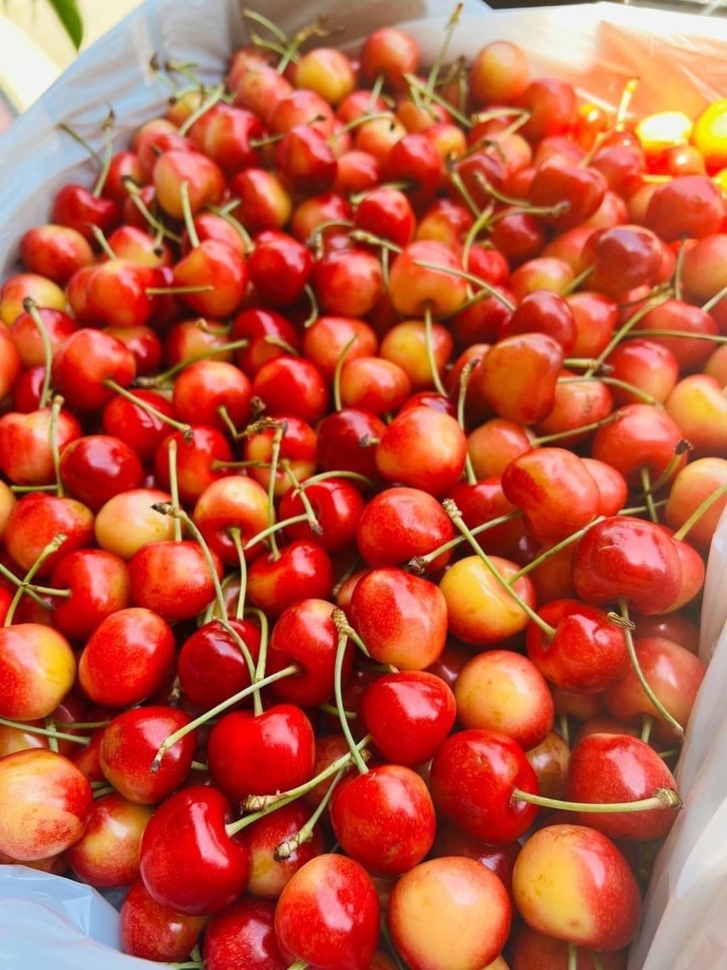 智利 草莓白櫻桃3