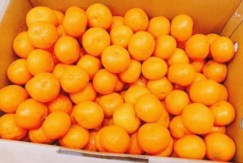 台灣高山砂糖橘2