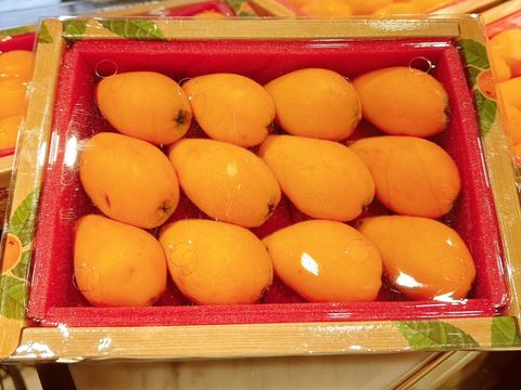 台灣 太麻里 頂級枇杷