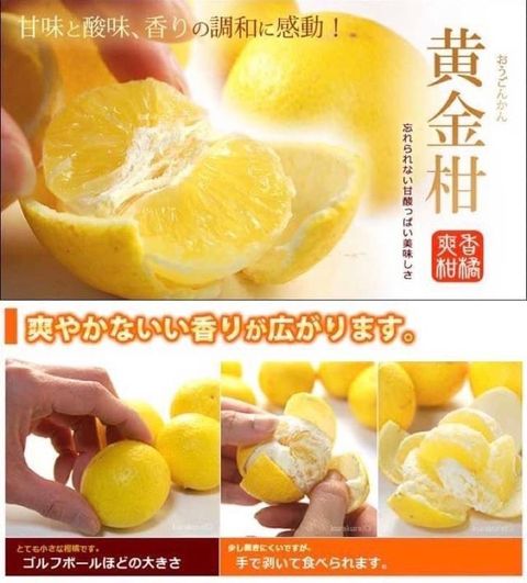 日本 鹿兒島 貴婦人 黃金柑4