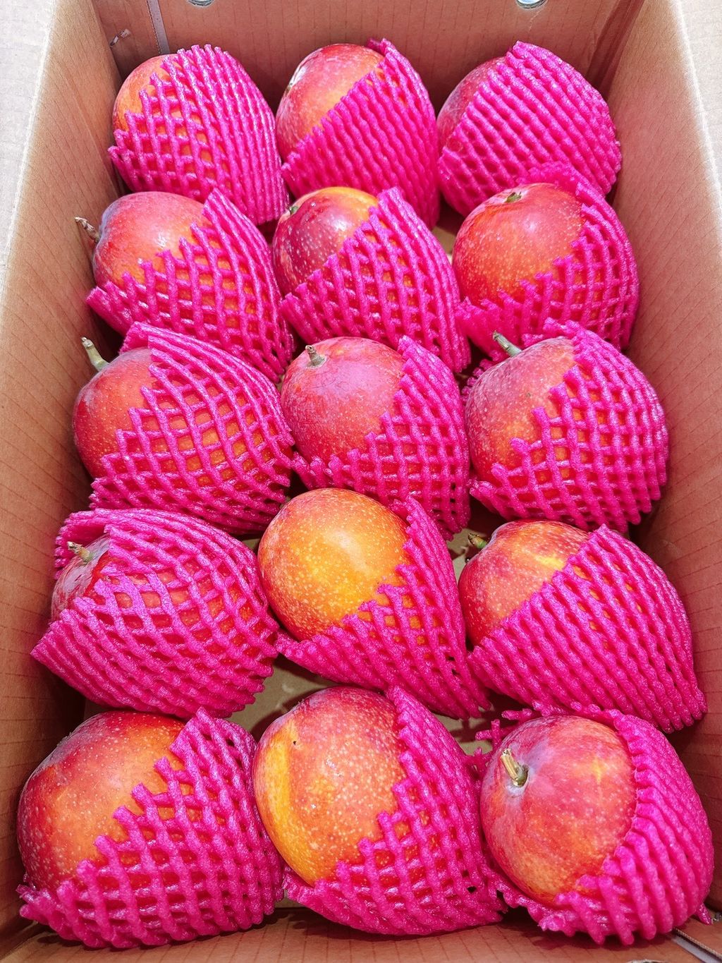 🇹🇼屏東 枋山《頂級太陽果》愛文芒果🥭2