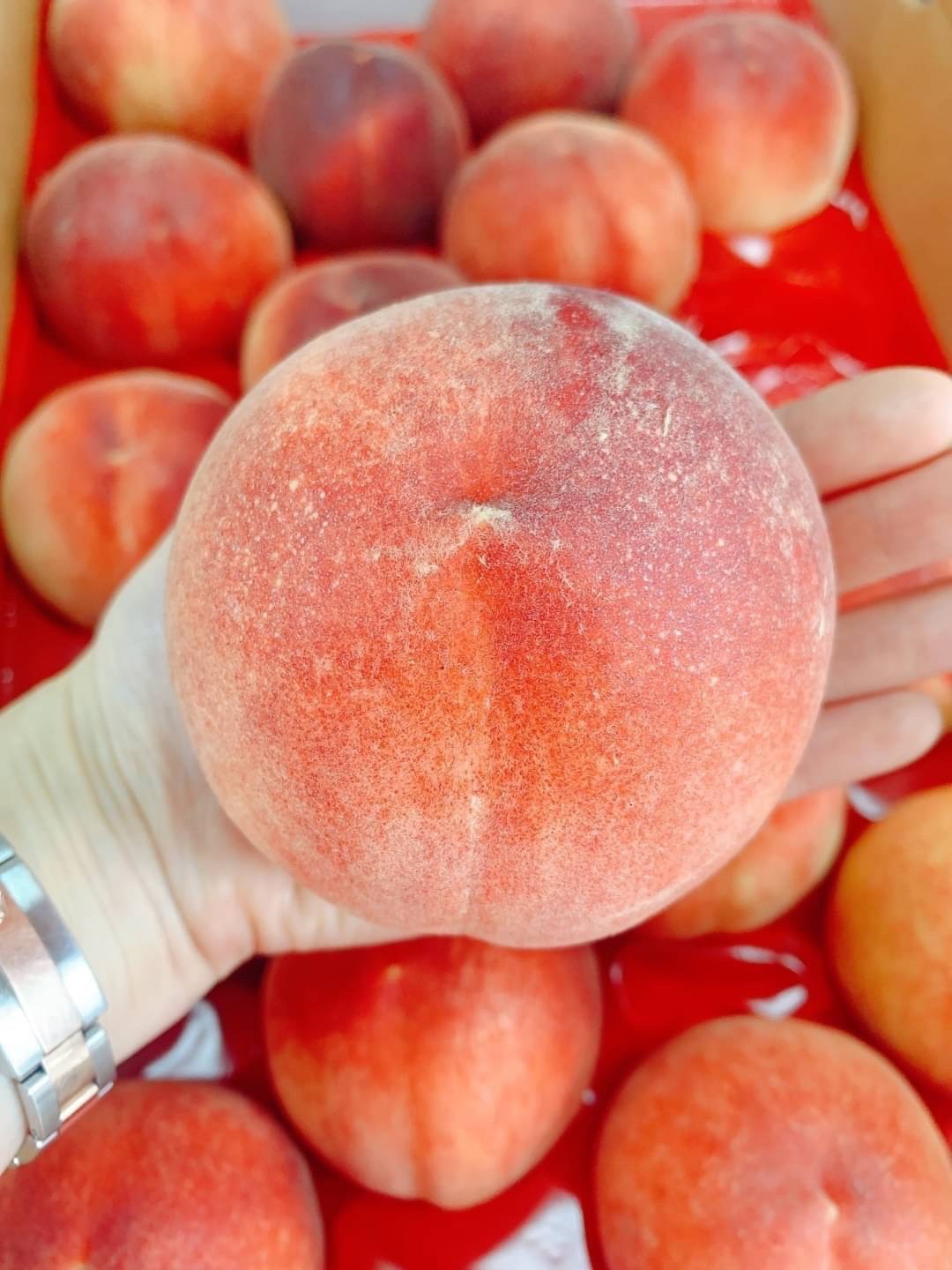 🇺🇸美國 加州 頂級 桃仙子 早公主 水蜜桃🍑