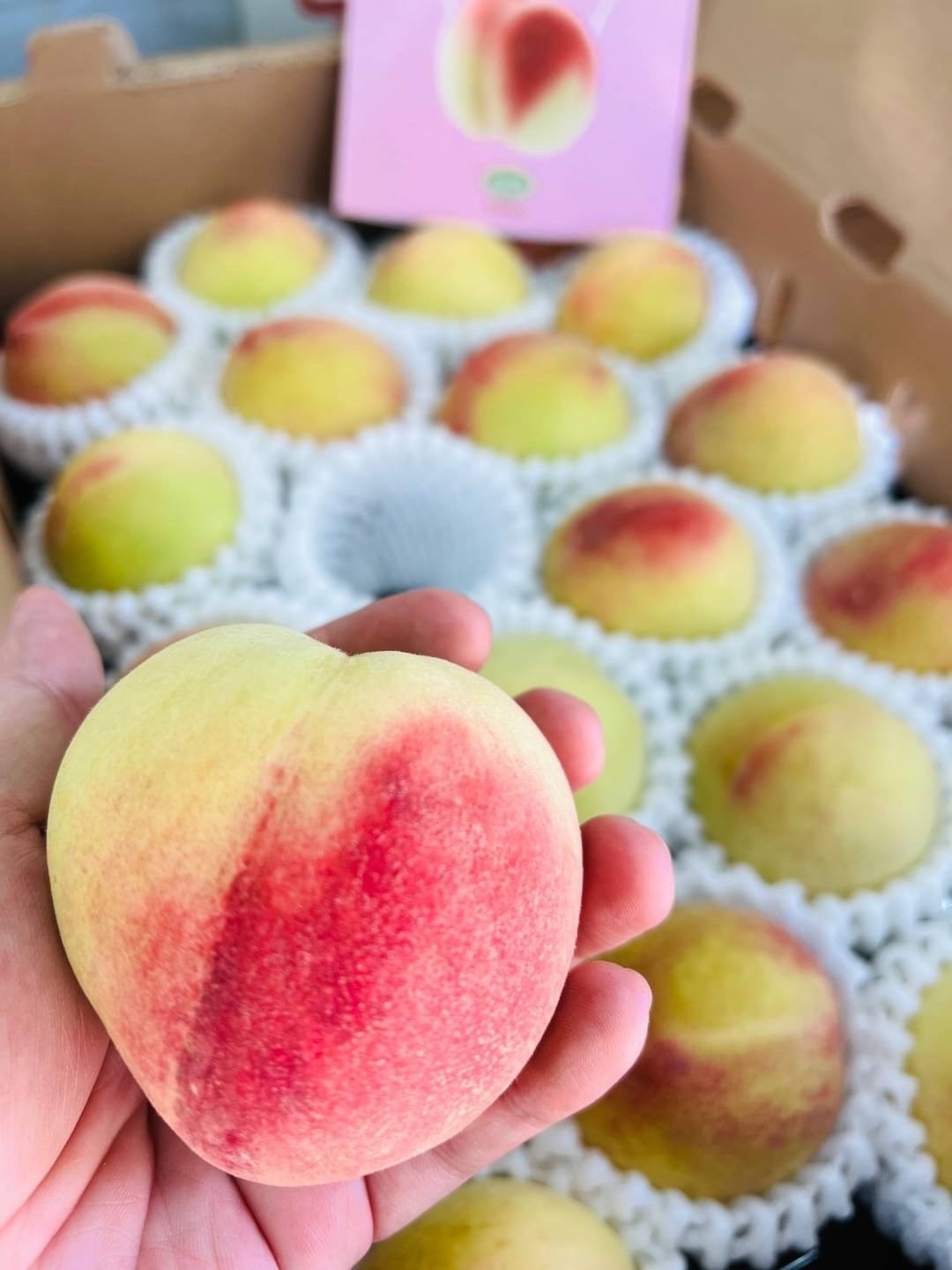 🇺🇸美國 加州 頂級 壽康桃🍑✨翠玉品種🍑