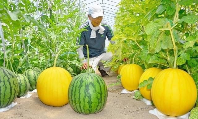 🇯🇵日本 福井 《金福 銀福   西瓜》原裝一玉🍉8