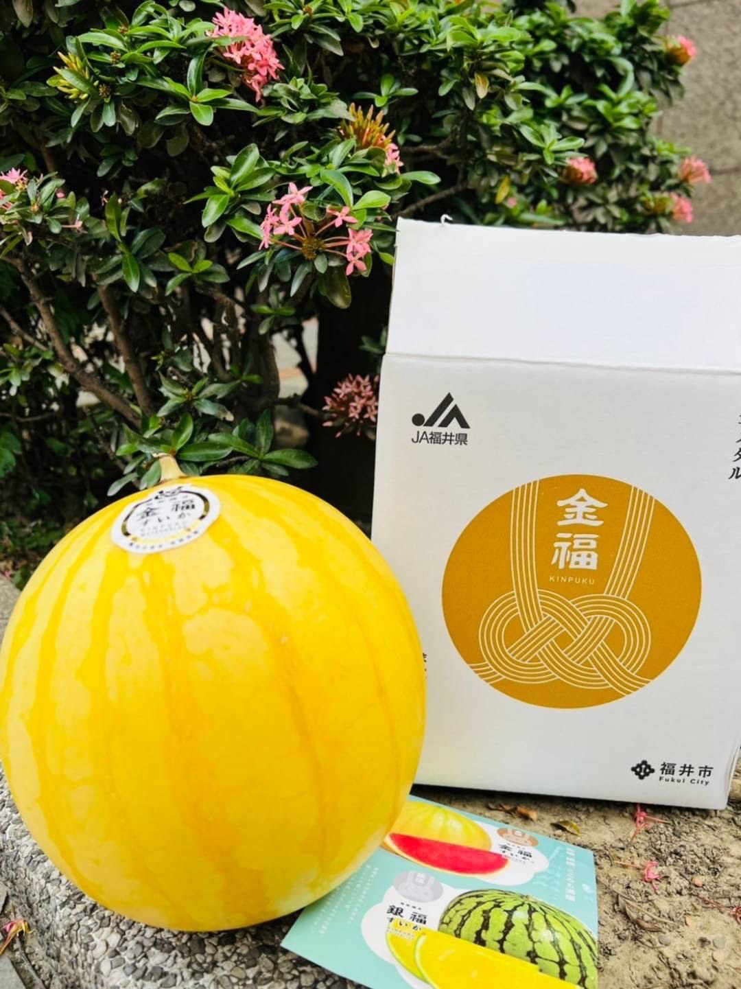 🇯🇵日本 福井 《金福 銀福   西瓜》原裝一玉🍉