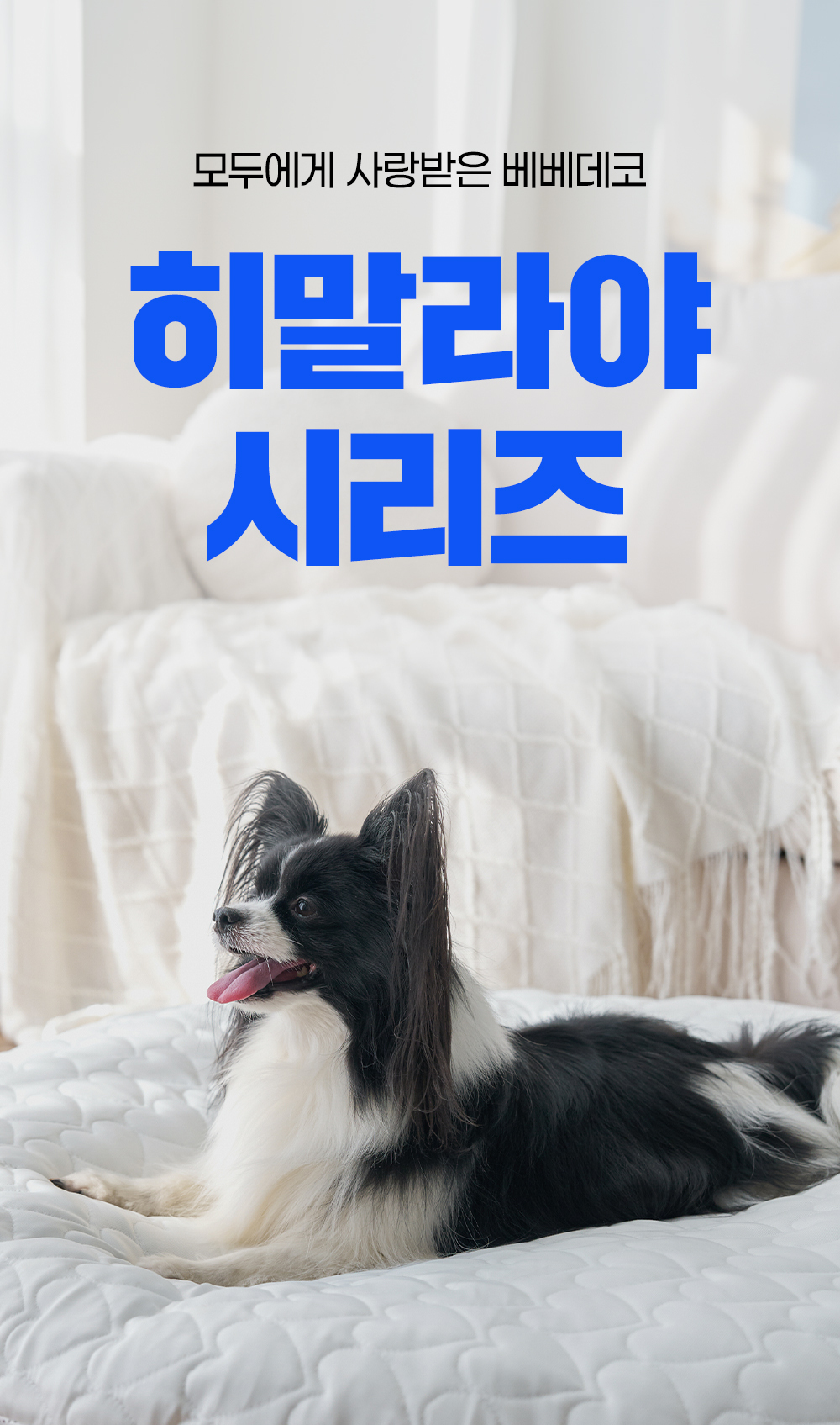 01_pet_cushion_common_intro