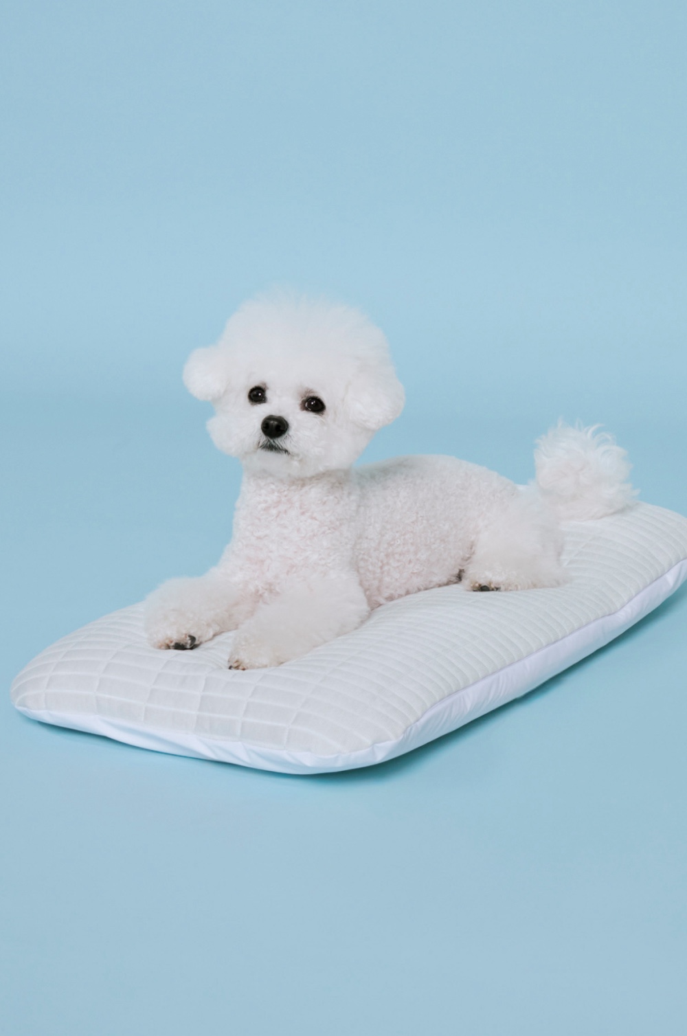 01_Malang_Pet_Cushion_main