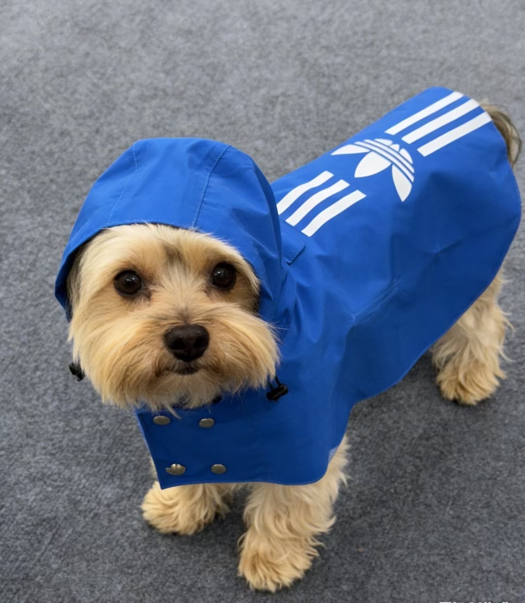 71b35a945c62cd59277aaf72d6f2d7