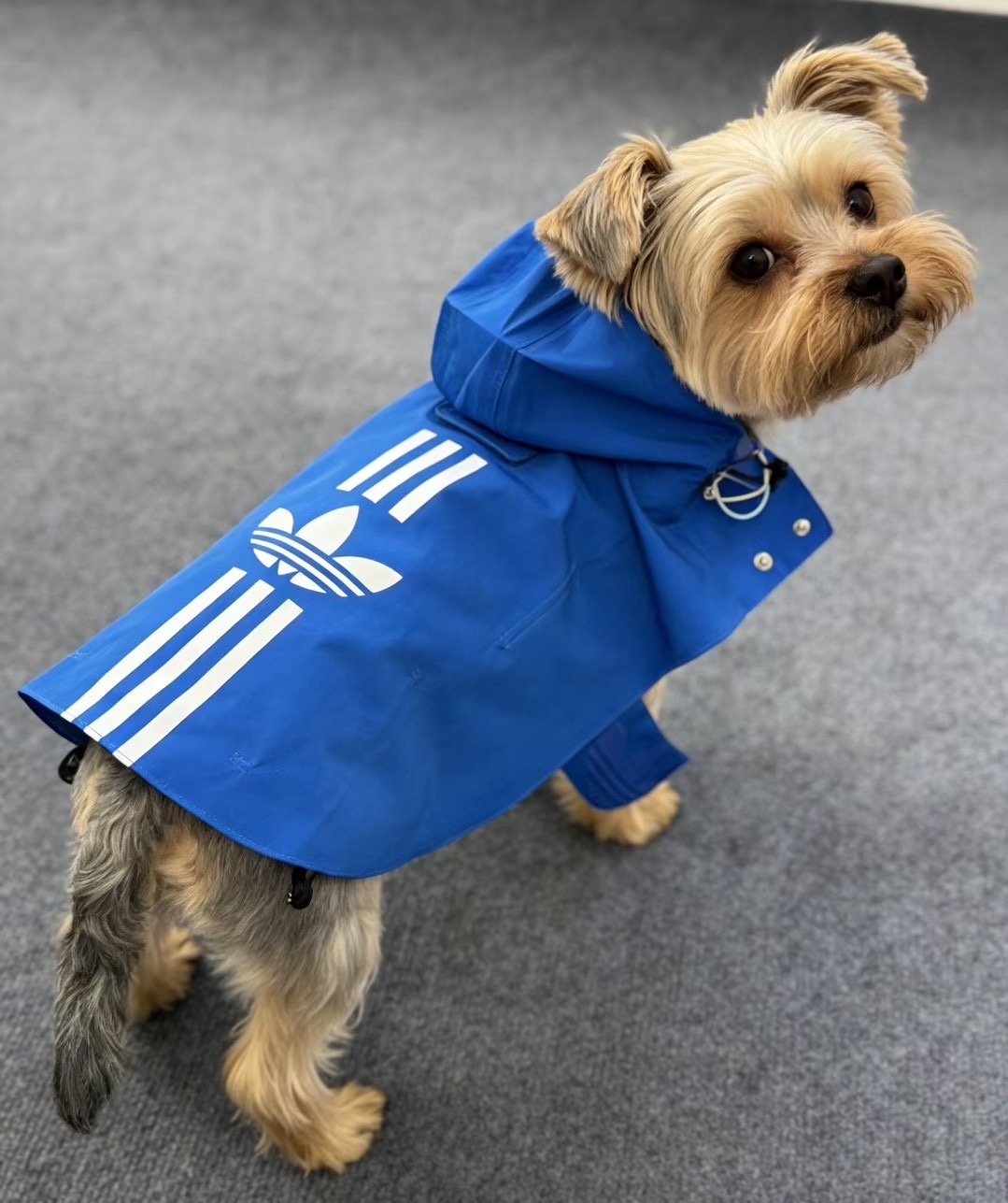 08cfaccb1704239ef56035735d92d3