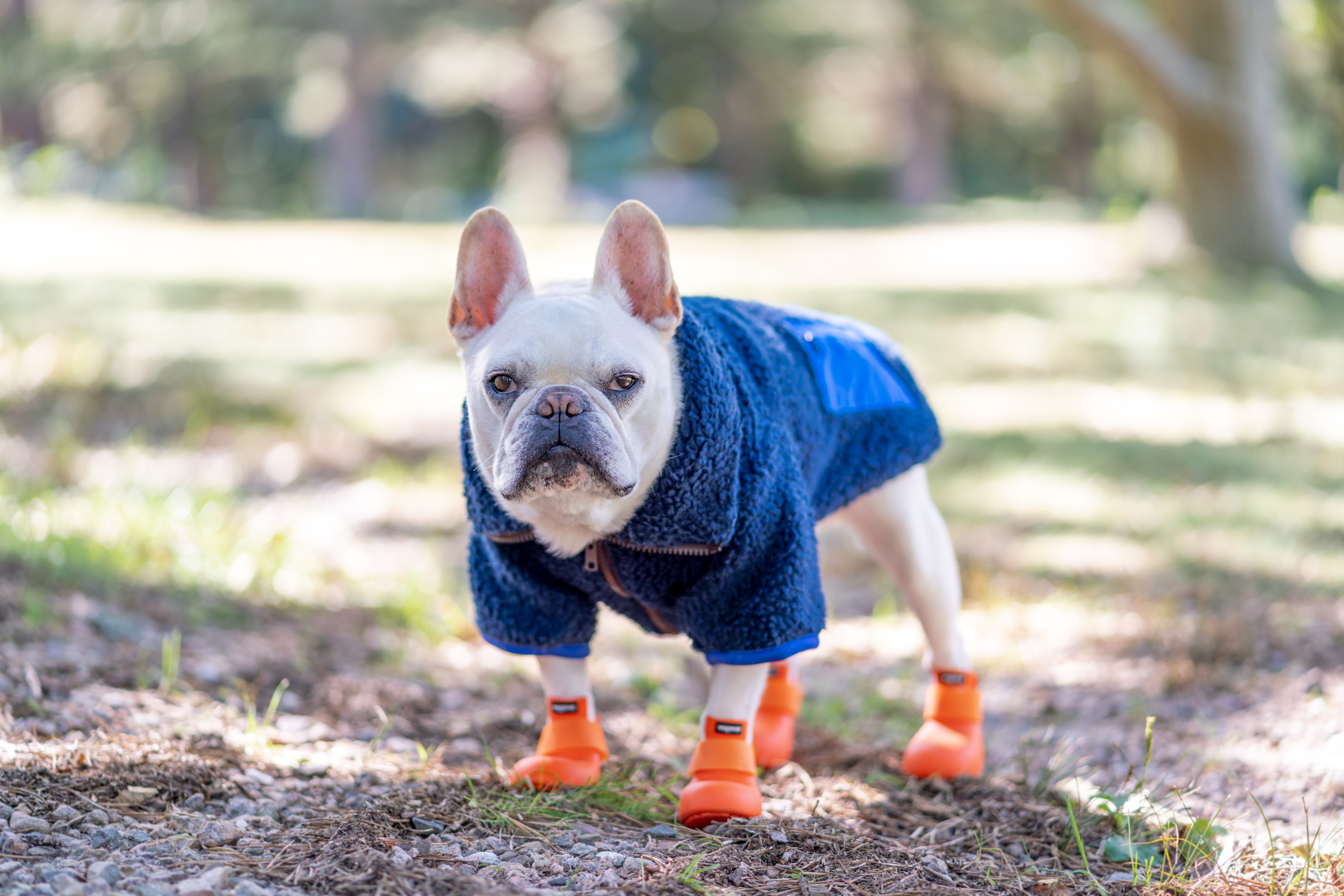 CWP-Wagwear_20211002_DSC06982-Edit