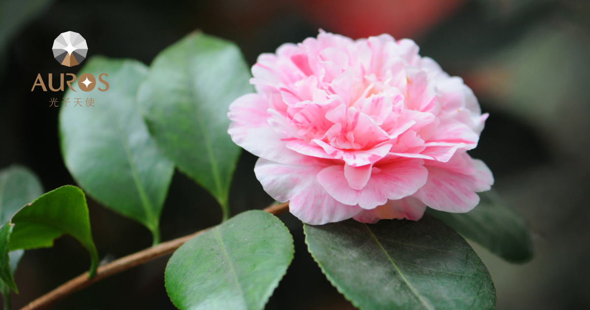Benefit of Camellia ingredient